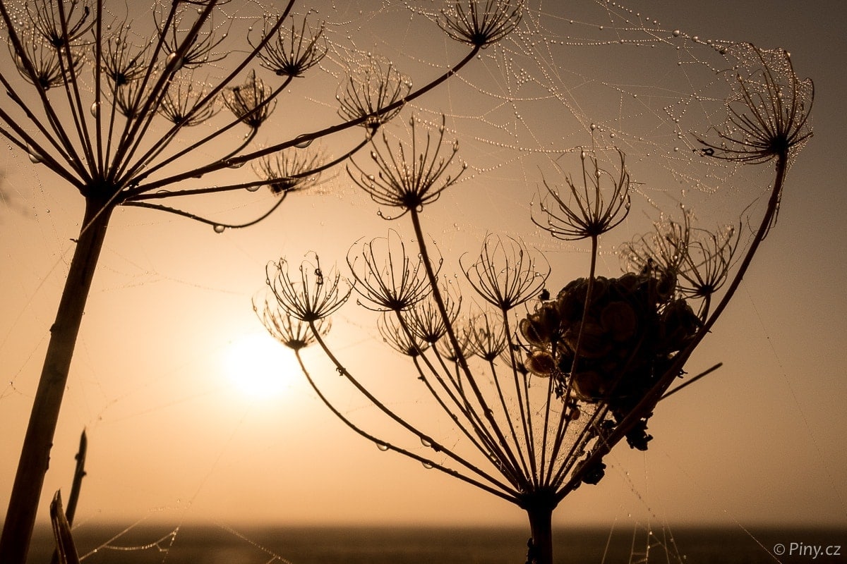 Fotopoutník: Mlhavé slunečné ráno na polích