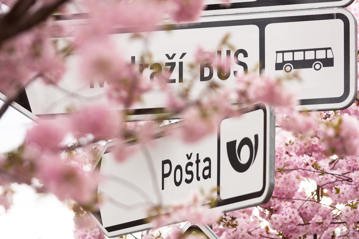 V Českém ráji kvetou sakury, barevná fotosezóna začíná